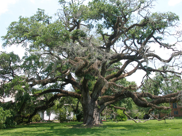 2007-04-30_New_Iberia_Live_Oak