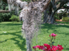 2007-04-30_Spanish_moss