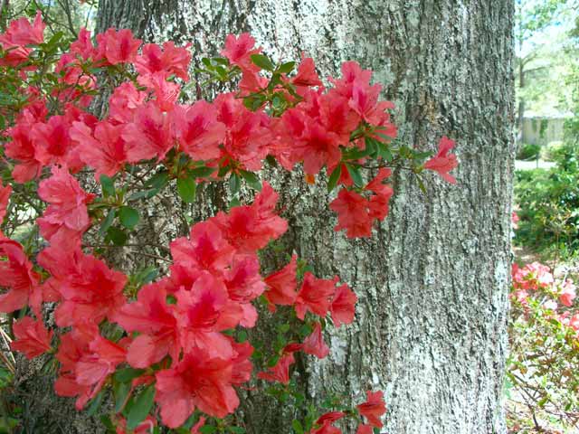 2008-04-11_Azaleas_Tea_Plantation
